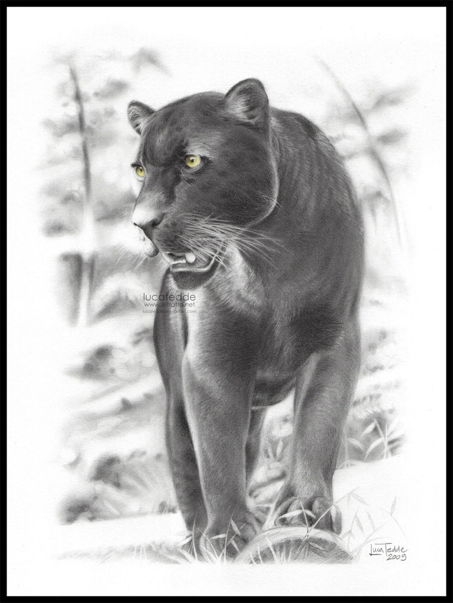 900x1196 Black Panther By Lucatedde