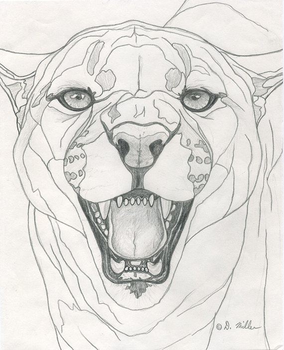 570x703 Darin Miller Cougar Pencil Drawing Original By Earthfireinstitute