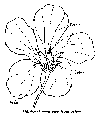 347x405 The Plant The Flower Suggested Question Paper