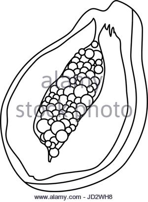 300x410 Half Papaya Fruit Vector Icon Stock Vector Art Amp Illustration