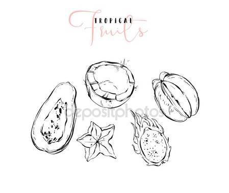 449x380 Hand Drawn Vector Graphic Line Exotic Fruits Sketch Illustrations