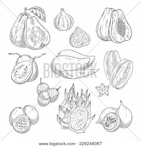 450x470 Exotic Tropical Fruits Sketch Vector Amp Photo Bigstock