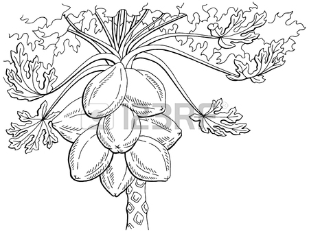 450x338 Papaya Fruit Tree Graphic Black White Isolated Sketch Illustration