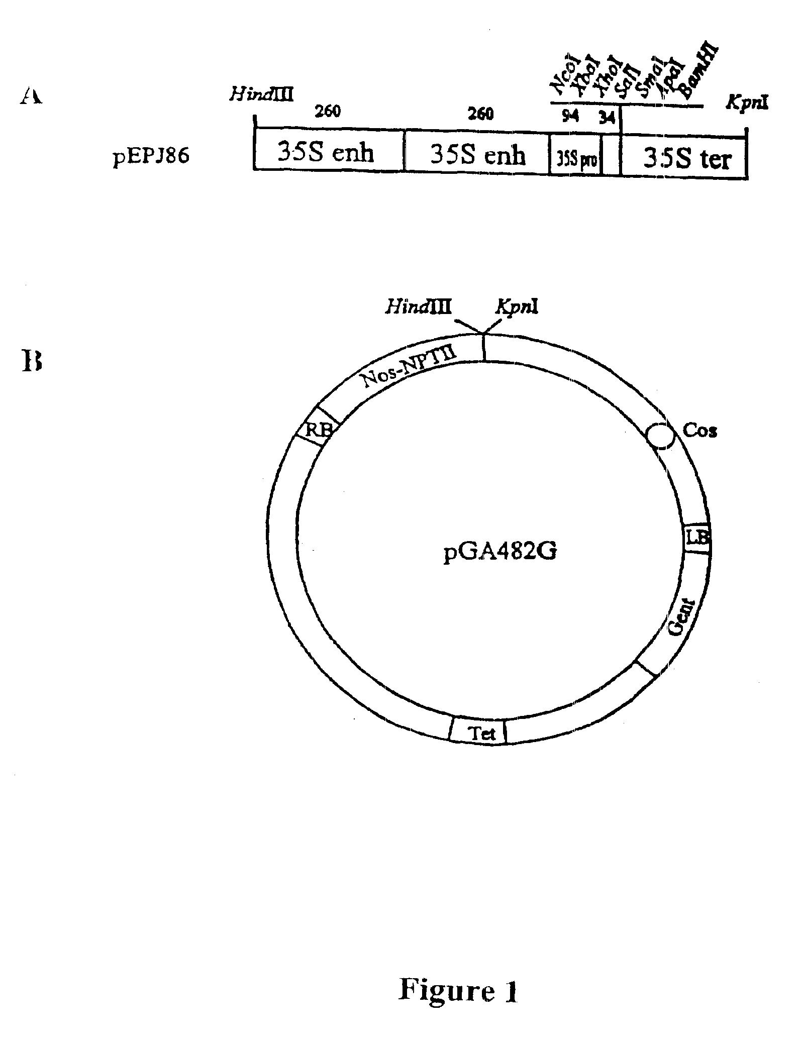 1592x2082 Patent Us7071377