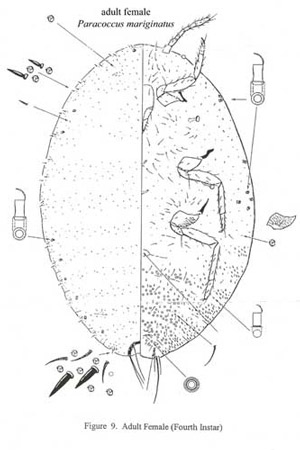 300x450 Papaya Mealybug