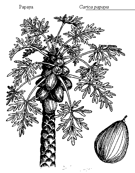 431x554 Papaya, Carica Papaya (Caricaceae)