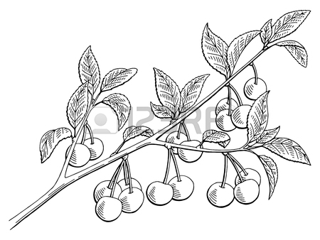450x338 Papaya Fruit Tree Graphic Black White Isolated Sketch Illustration