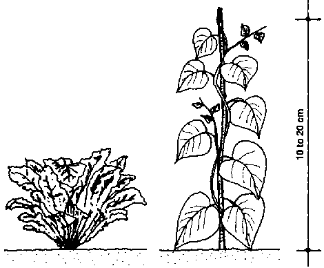 470x388 Plant The Food And Shelter Plants