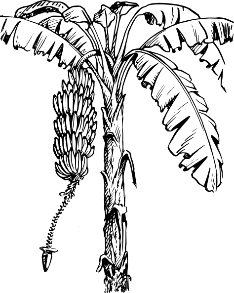 474x593 Banana Tree Clip Art