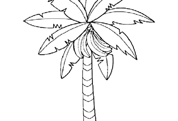 600x408 Banana Tree Coloring Pages