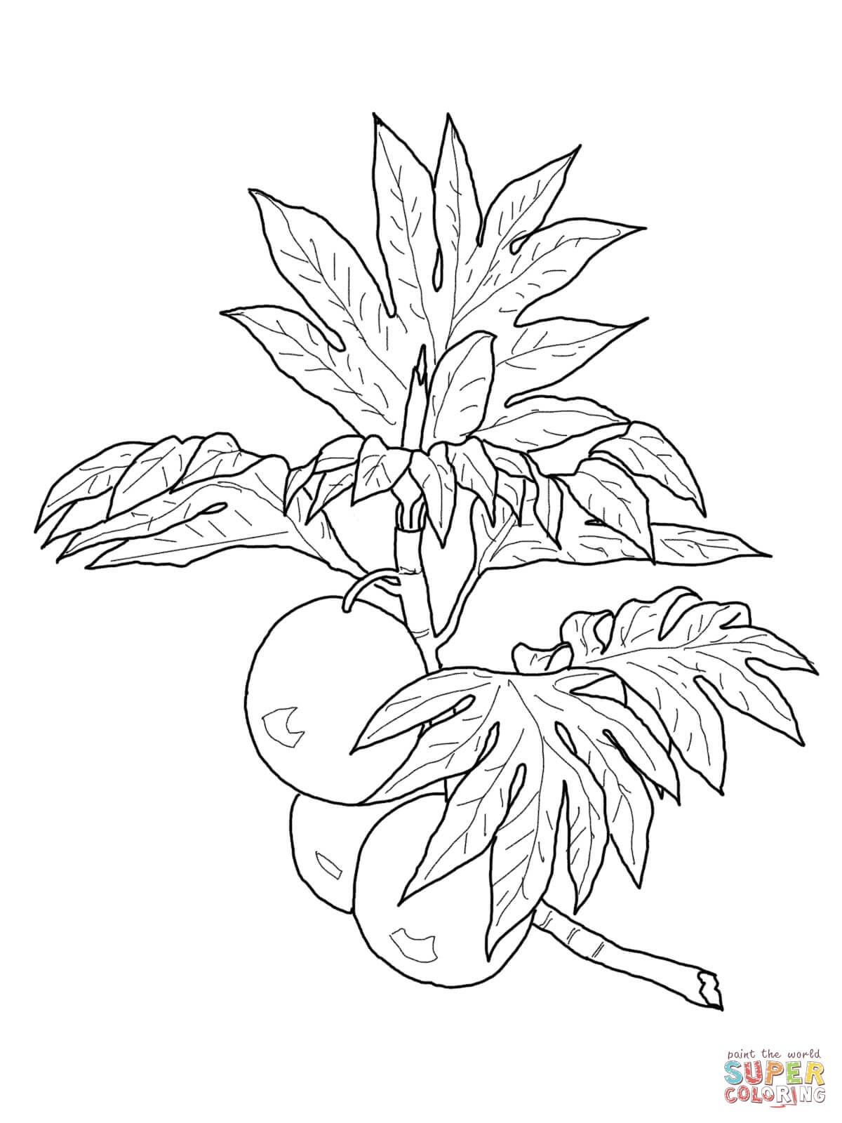 1200x1600 Clanberry Fruits And Berries Coloring Pages For Kids Best