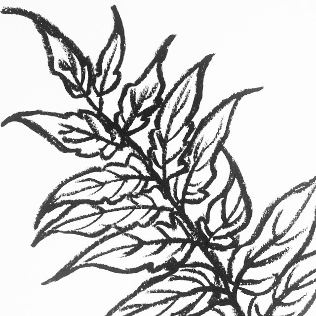 640x640 Berlin Leaf Sketch Detail. Oil Pastel On Paper. art