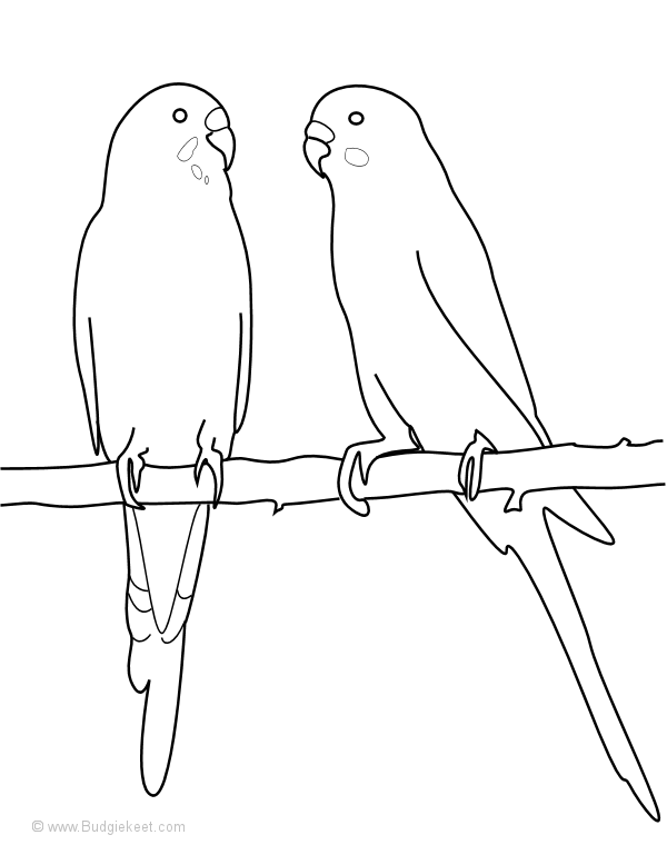 600x760 Parakeet Coloring Page 2