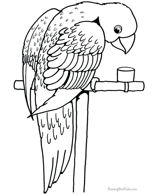 670x820 Parakeet Coloring Pages Pin Drawn Parrot Coloring Page Free