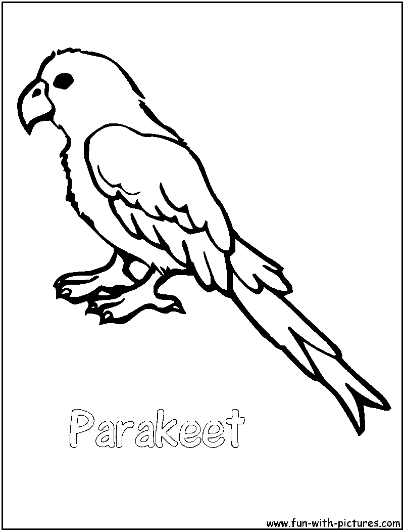 800x1050 Parakeet Coloring Pages