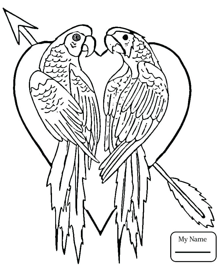 765x922 Parakeet Coloring Sheet