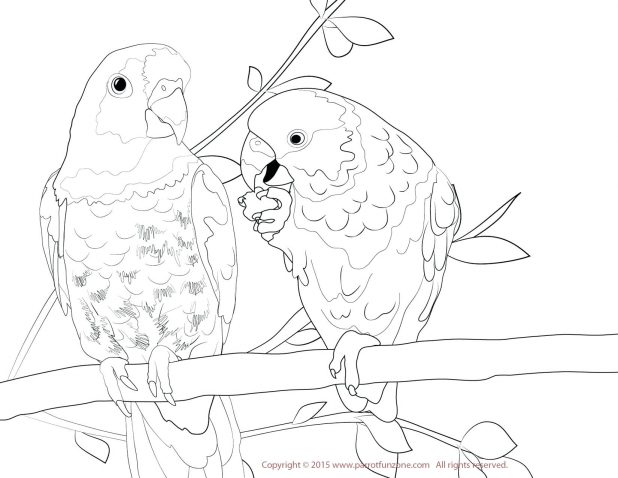 618x478 Parakeet Coloring Page. Coloring Pages For Kids Cute Cartoon