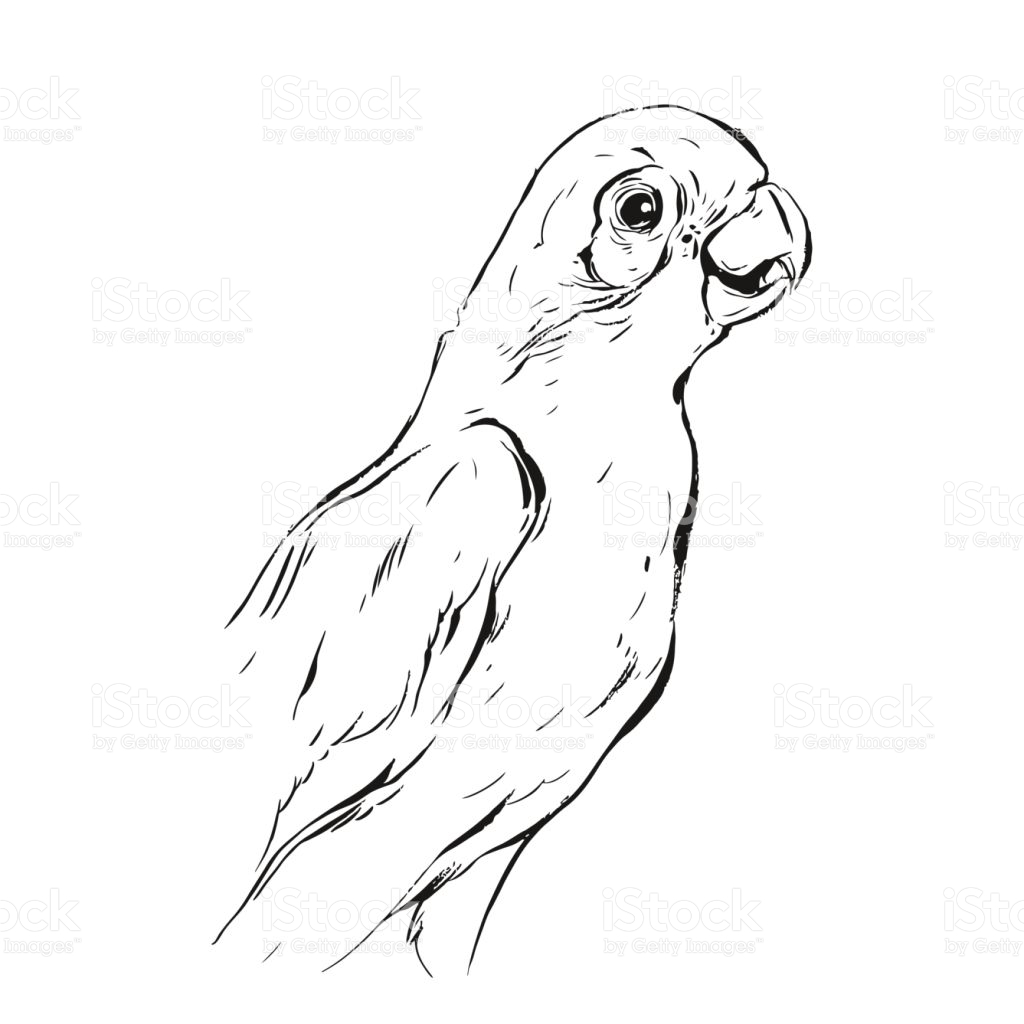 1024x1024 Drawn Parrot Decoration
