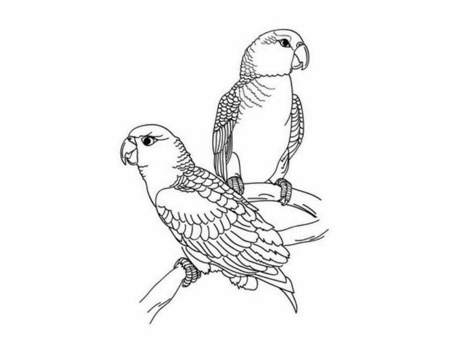 924x715 Parrot Picture To Colour