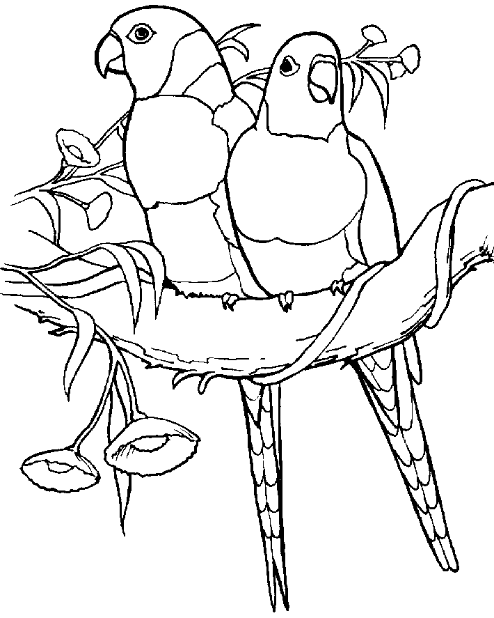 710x887 Parrots Coloring Pages