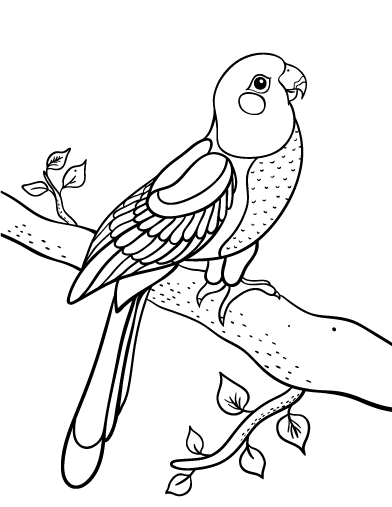 392x507 Wonderful Parrot Coloring Page Images