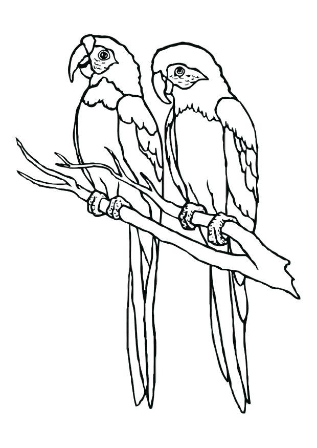 620x875 Coloring Page Parrot