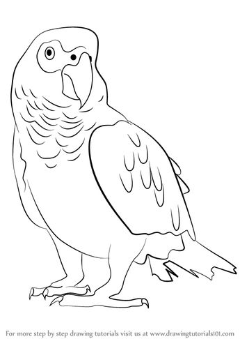 345x486 Learn How To Draw An African Grey Parrot (Birds) Step By Step