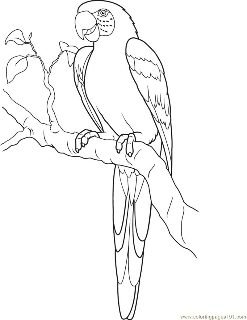 800x1036 Parrot Coloring Page