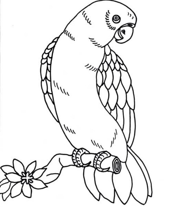 580x698 Bird Coloring Page Parrot Repujado ( Aves ) Bird