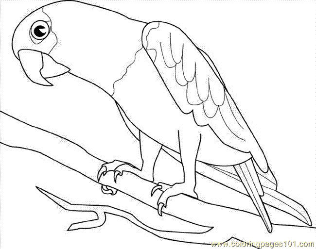 650x513 Parrot Coloring Pages Printable Free Printable Coloring Page