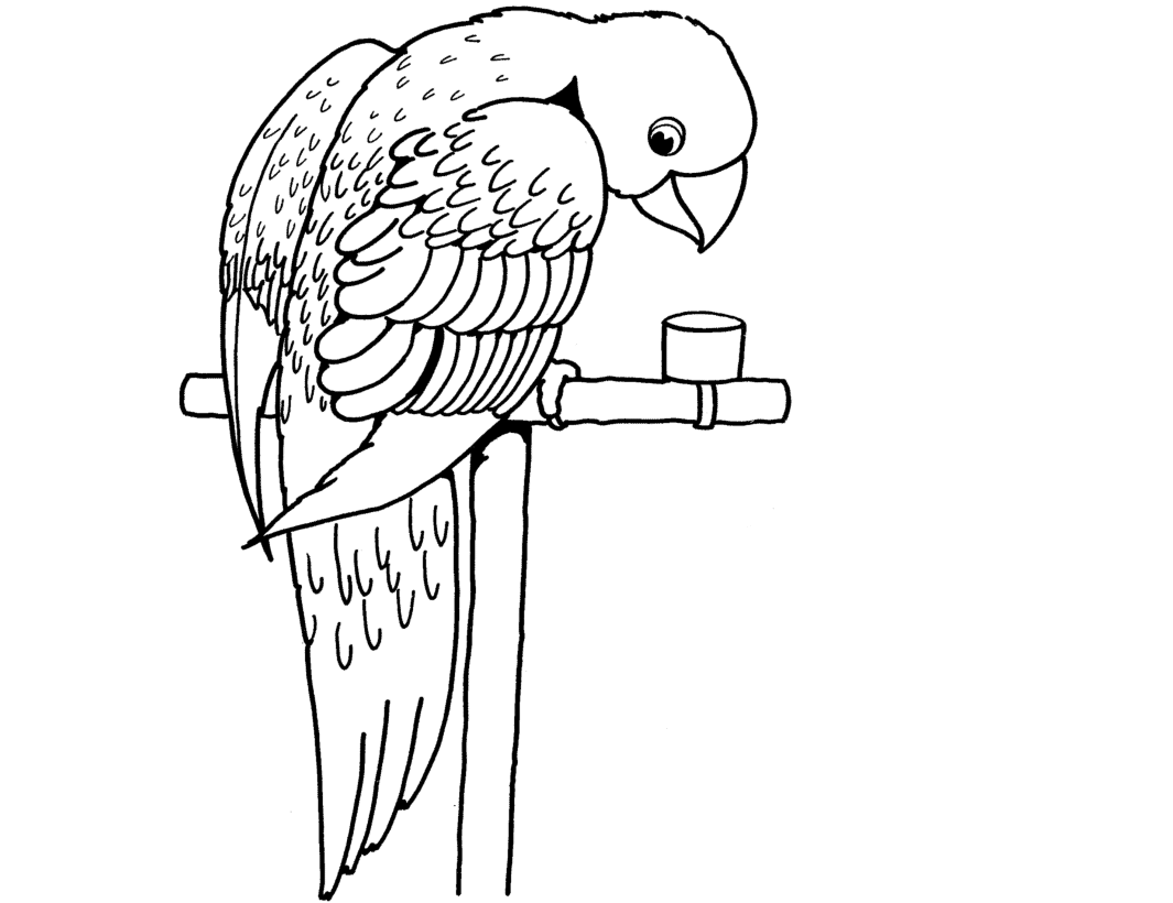 1065x820 Colours Drawing Wallpaper Beautiful Bird Parrot Coloring Colour