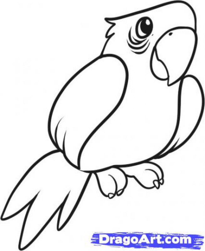 655x800 Parrot Drawing For Kids Coloring Pages Kids Collection