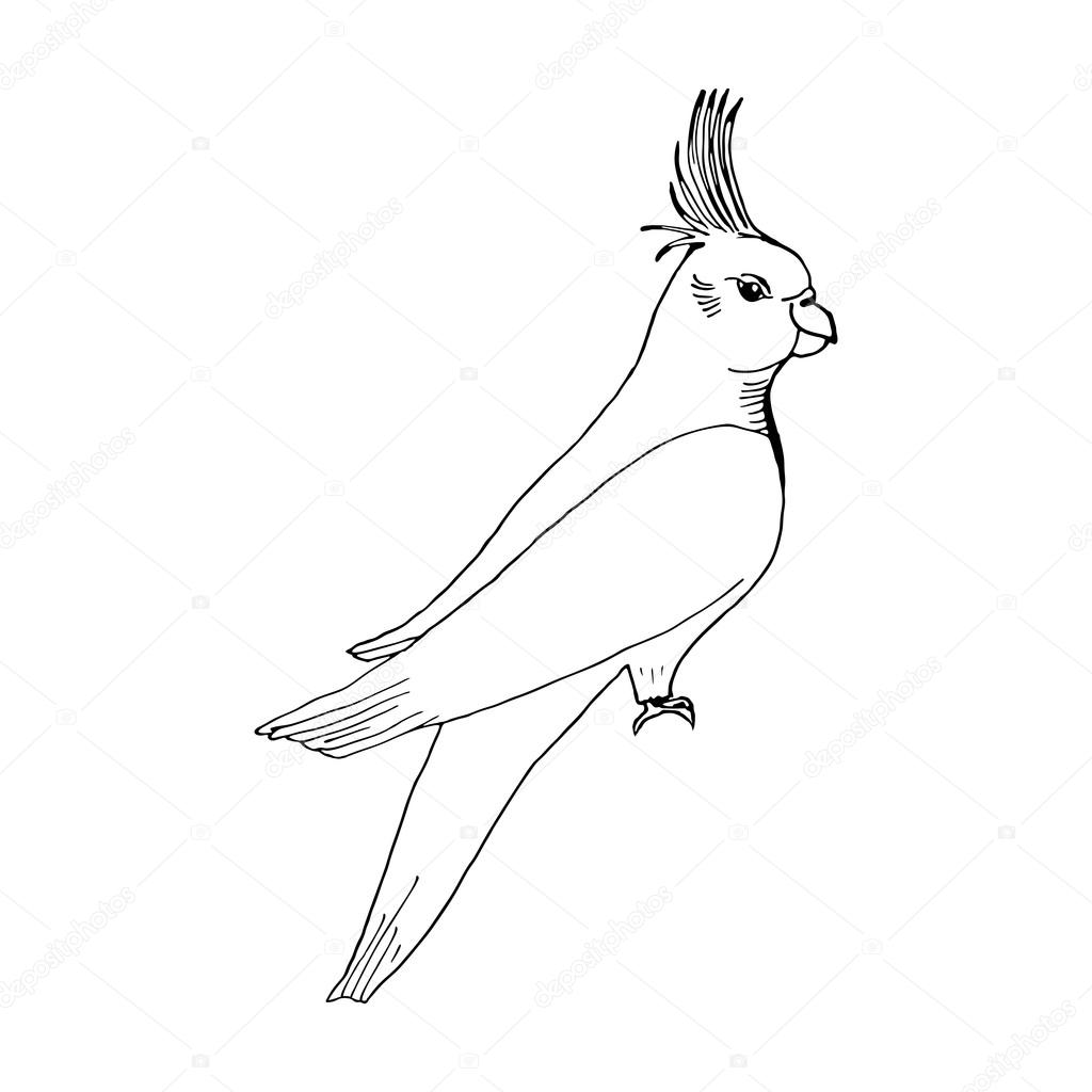 1024x1024 Parrot Hand Draw Style Sketch For Registration Cards, Textiles