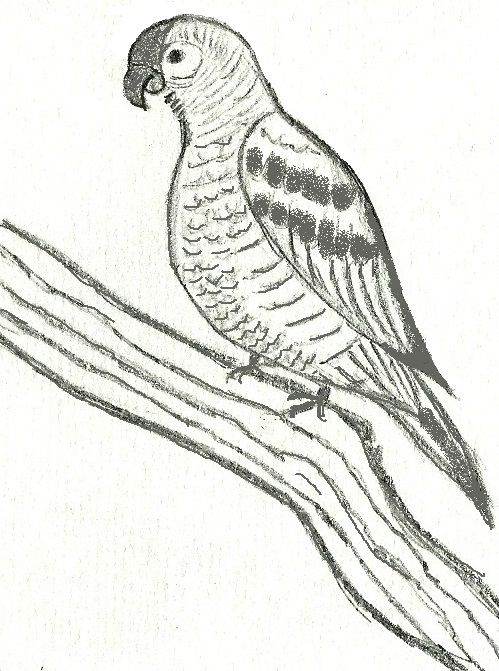 499x671 Parrot. Pencil Drawing. Art