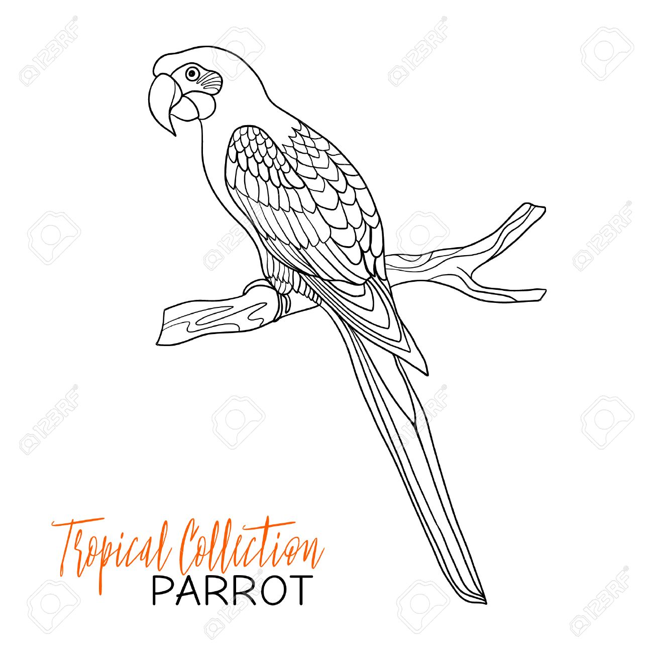 1300x1300 Parrot. Tropical Bird. Vector Illustration. Coloring Book