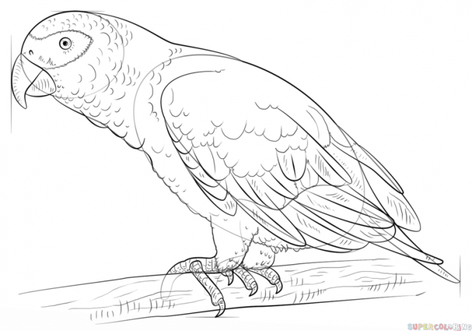 687x481 Coloring Pages Surprising Parrot Drawing African Grey 8 How