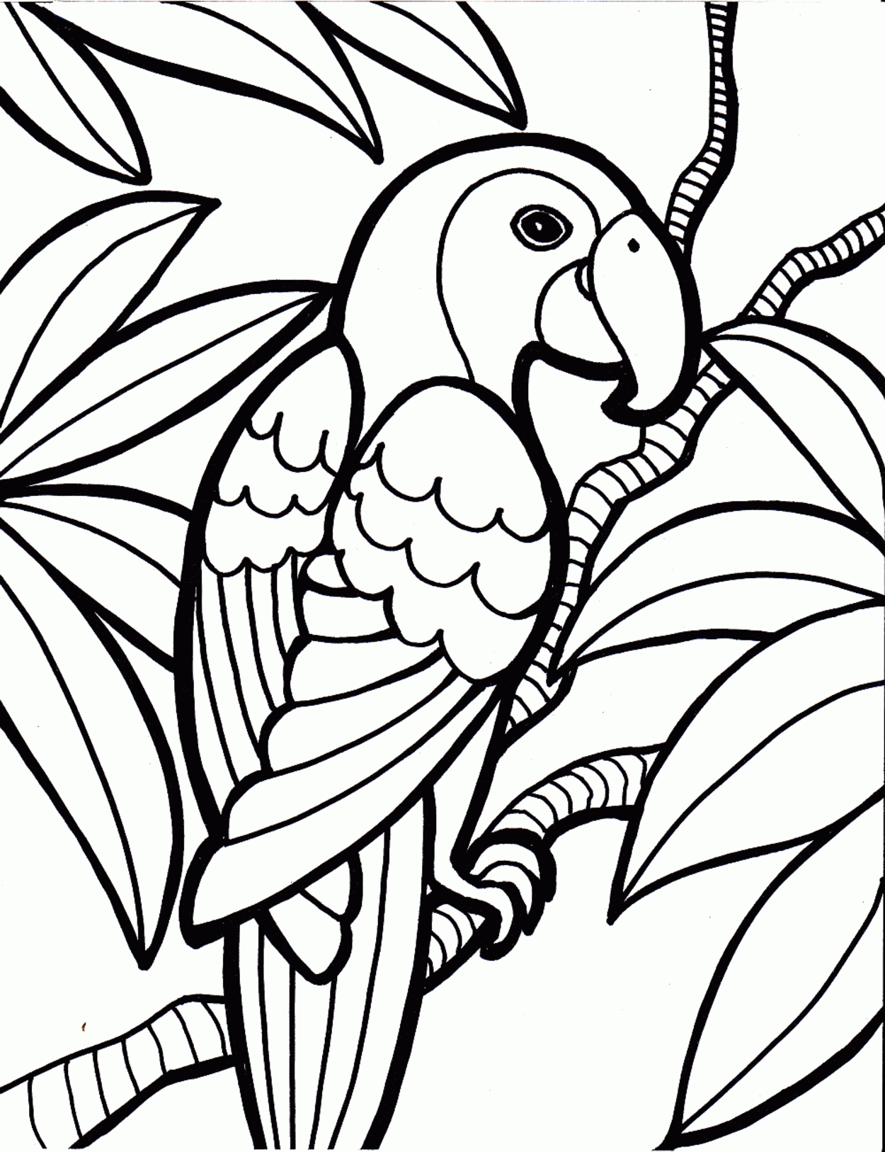 1250x1626 Drawn Parrot Colouring Page