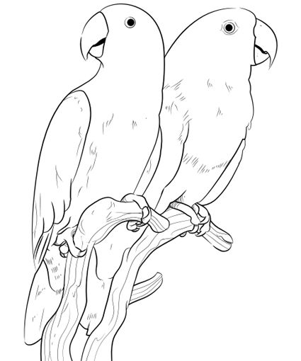 425x510 Endearing Pictures Of Parrots To Draw 2 82 Best Papagei Images