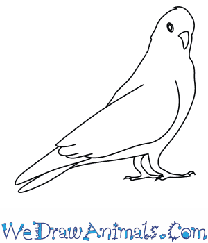 300x350 How To Draw A Galah