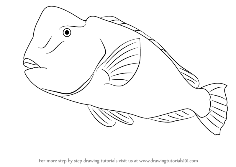 800x566 Learn How To Draw A Humphead Parrotfish (Farm Animals) Step By