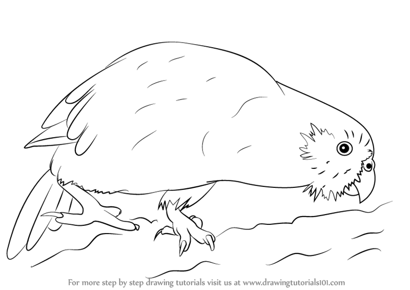 800x565 Learn How To Draw A Kakapo (Parrots) Step By Step Drawing Tutorials