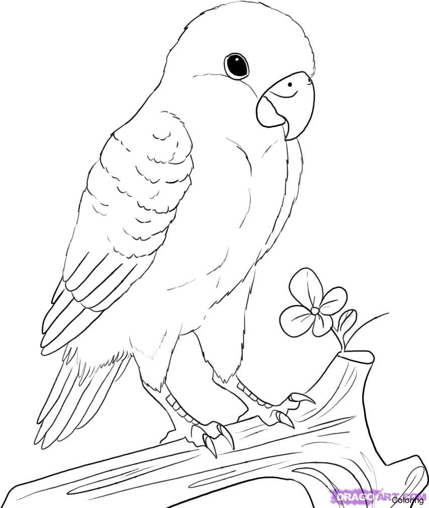 854x1011 Maxresdefault Drawings Of Parrots Coloring Parrot Birds