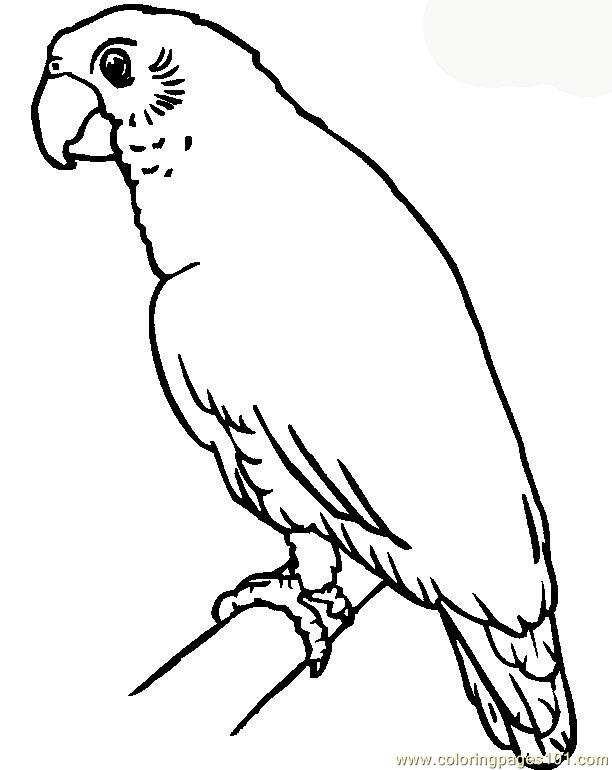 612x770 Parrots Coloring Pages Parrot Colouring Sheet