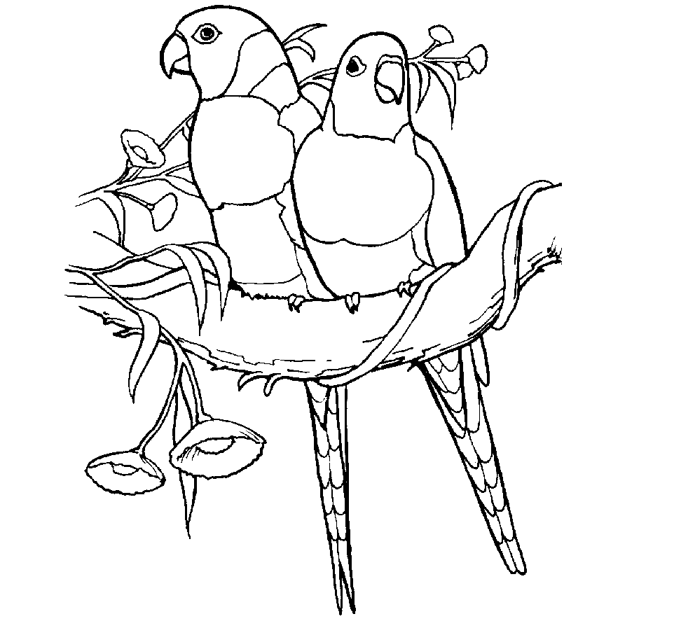 962x887 Colour Drawing Free Wallpaper Parrots Coloring Drawing Free Wallpaper