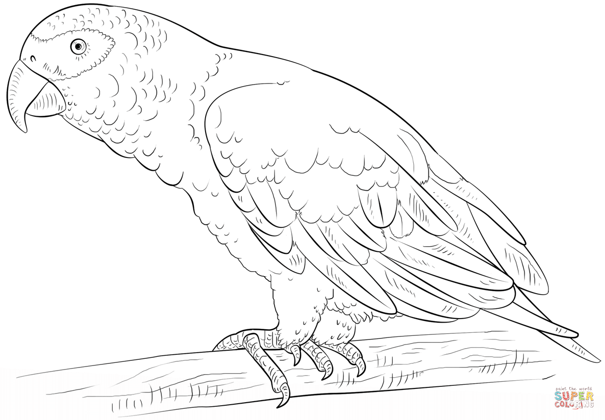 1186x824 Drawn Parrot Colouring Page