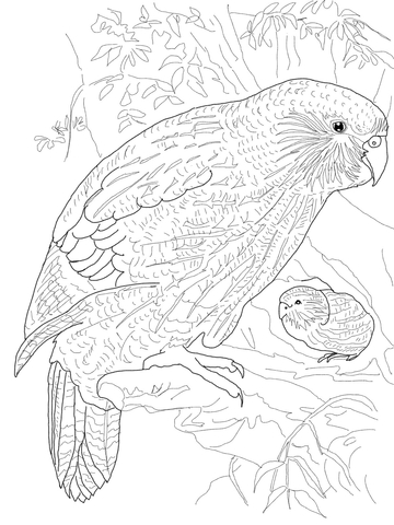 360x480 Kakapo Parrot Coloring Page Free Printable Coloring Pages