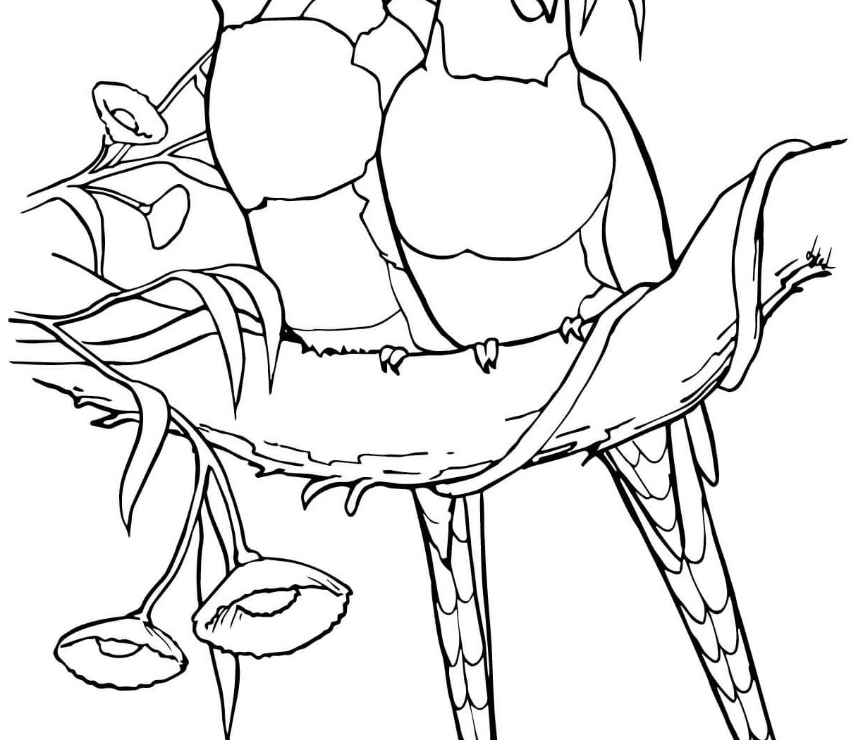 1224x1050 Parrot Coloring Page To Download Free Printable Parrots Pages