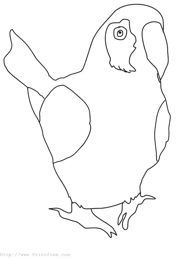 602x880 Parrot Picture To Color Water Color Parrot Drawing Media