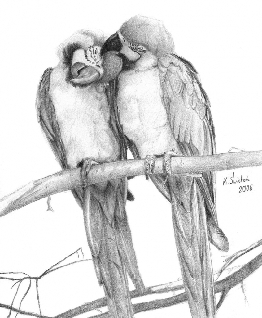 846x1024 Pencil Drawings Of Parrots Parrotskswistak