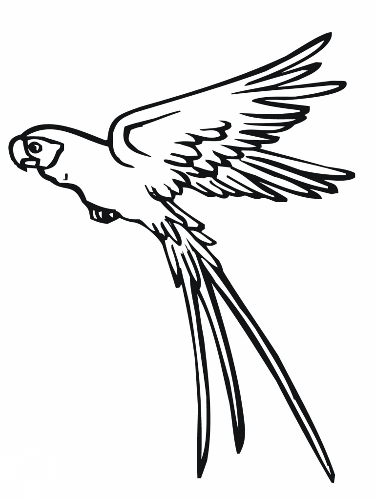 768x1024 Simple Parrot Drawing Flying Parrot Drawing Clipart Panda Free